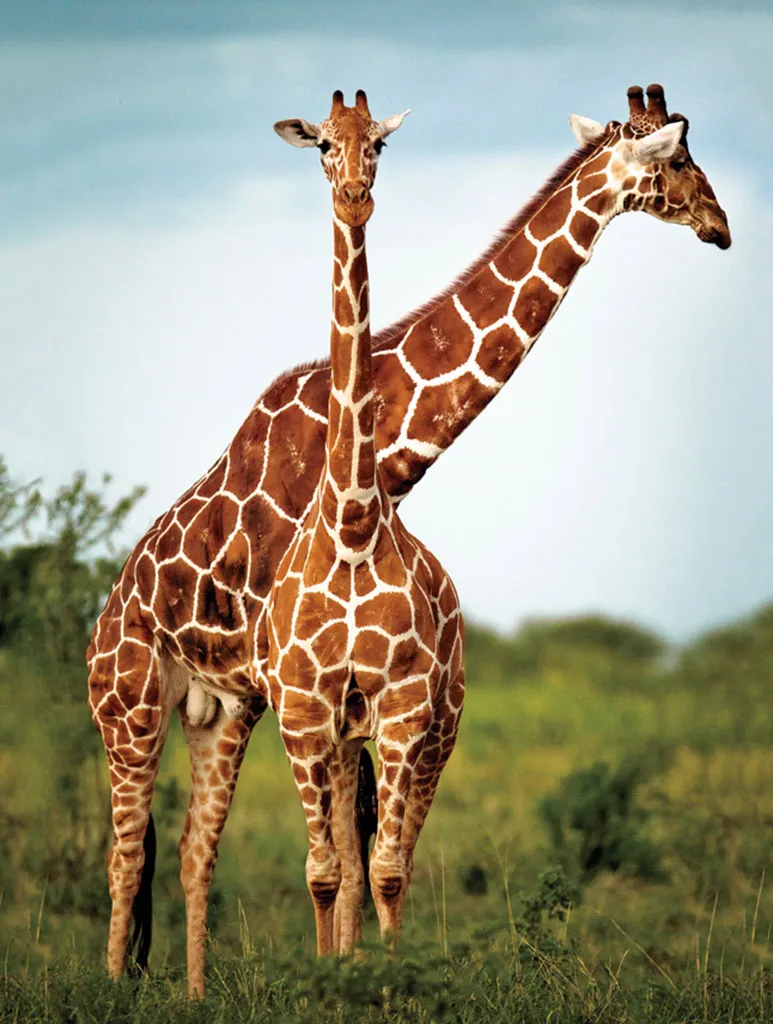 http://airportsandbeyond.com/wp-content/uploads/2023/05/giraffes.webp