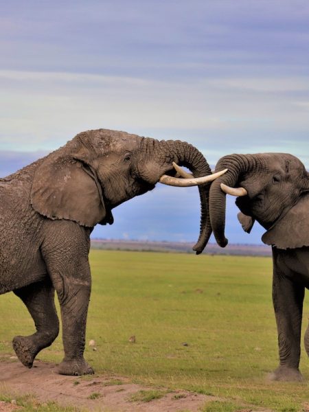Kenya-Elephants-Amboseli