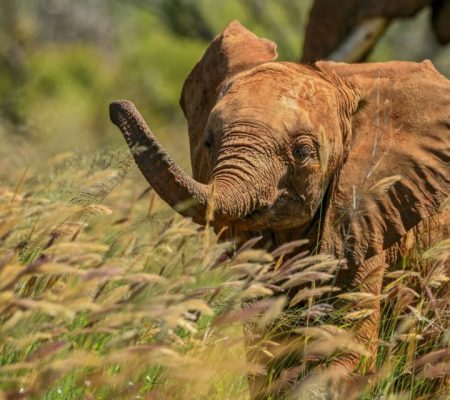 Shutterstock_Wildlife_ElephantCalfInTallGrass-1-892x640