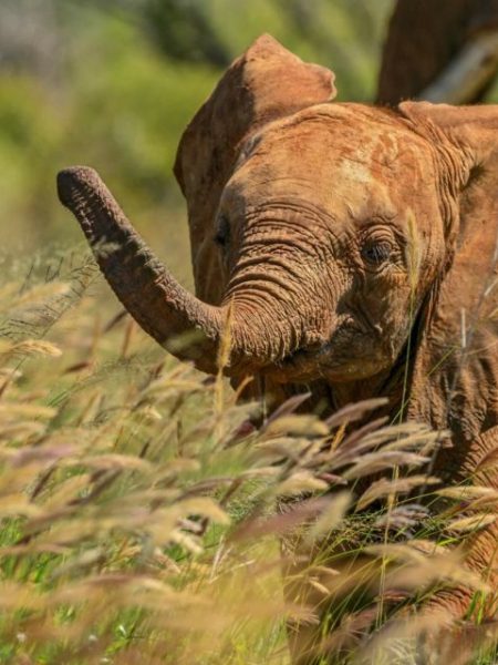 Shutterstock_Wildlife_ElephantCalfInTallGrass-1-892x640