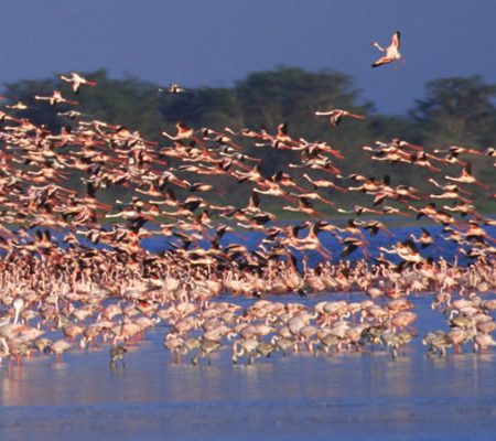 flamingoes-lake-naivasha-safari