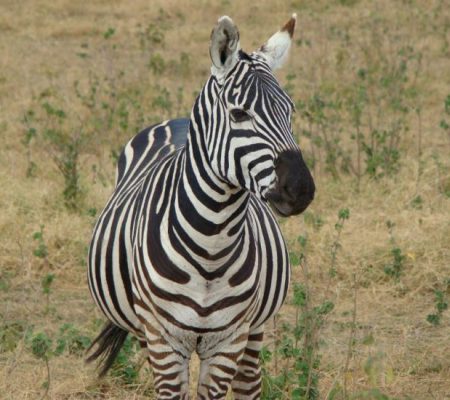 zebra-kenya-safari